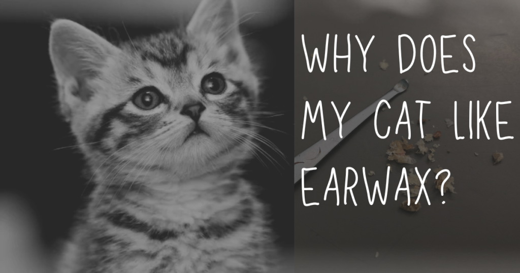 Why Does My Cat Like Earwax?