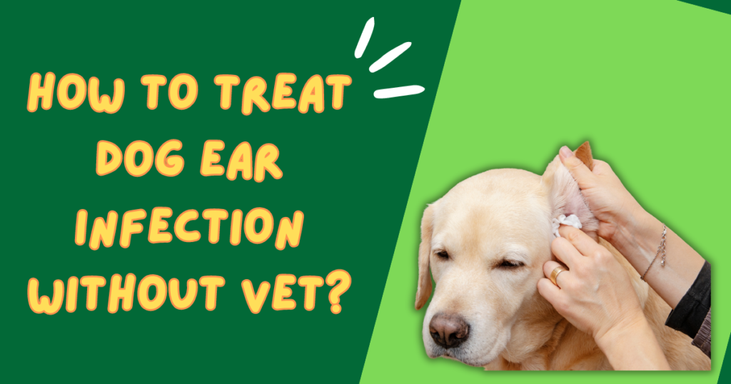 How to Treat Dog Ear Infection Without Vet?