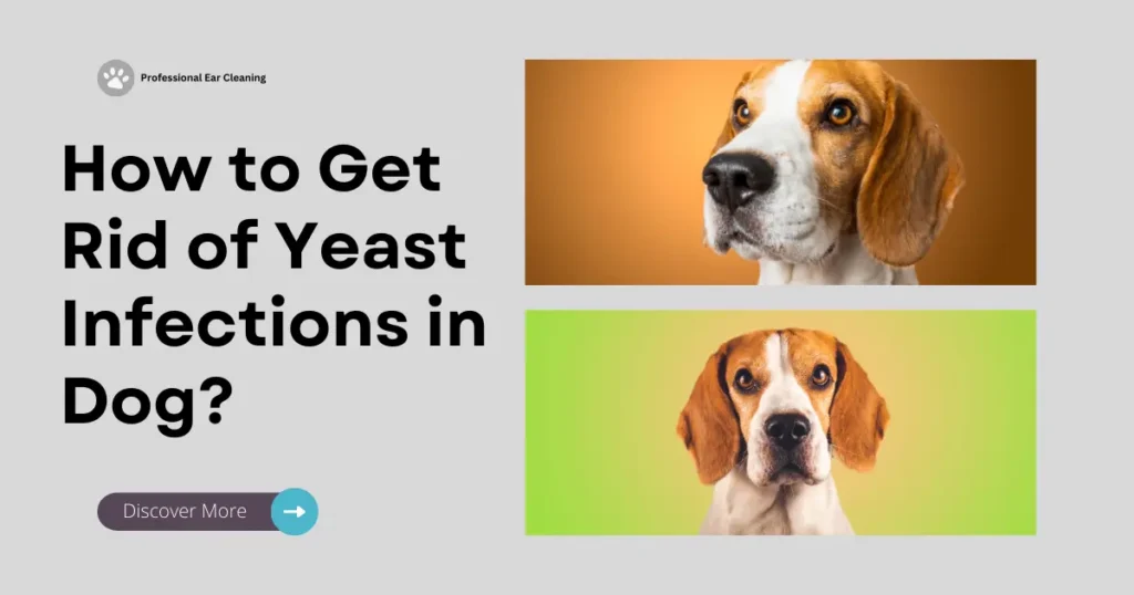 How to Get Rid of Yeast Infections in Dogs?