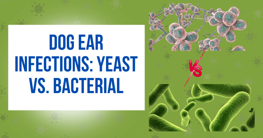 Dog Ear Infections: Yeast vs. Bacterial