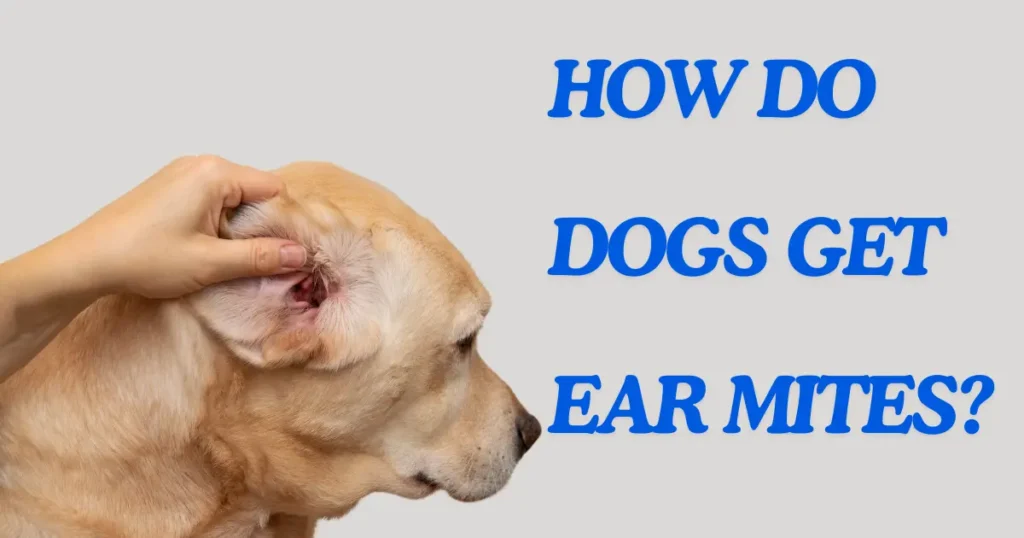 How Do Dogs Get Ear Mites?