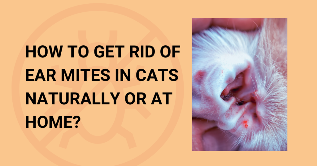 How to Get Rid of Ear Mites in Cats Naturally or at Home