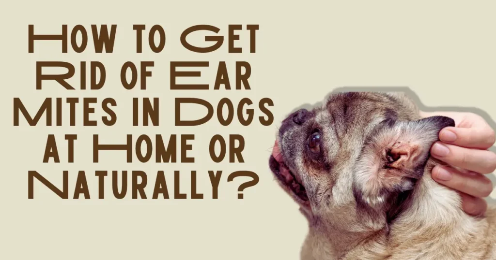 How to Get Rid of Ear Mites in Dogs at Home or Naturally?