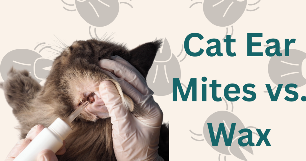 Cat Ear Mites vs. Wax