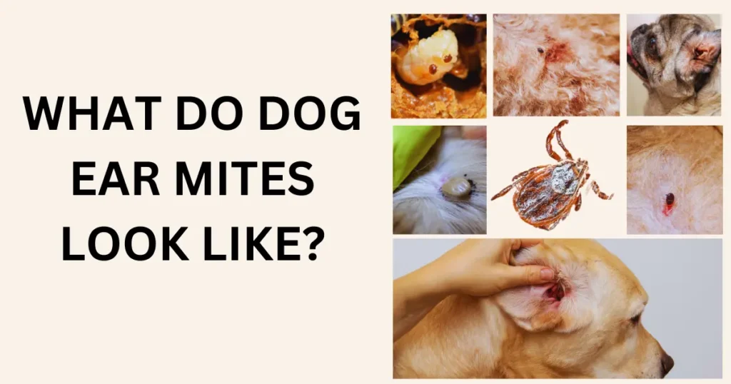 What Do Dog Ear Mites Look Like?